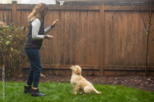 Woman obedience training with her golden retriever puppy dog to sit in backyard grass
