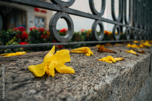 Yellow flower fallen on the wall