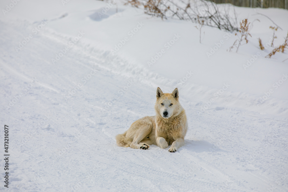 Obraz premium The village of Krasny Yar in the Primosky Territory. A white hunting dog lies on a winter road in the village.