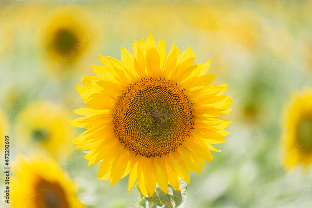 Close-up shot of a yellow flower (sunflower).