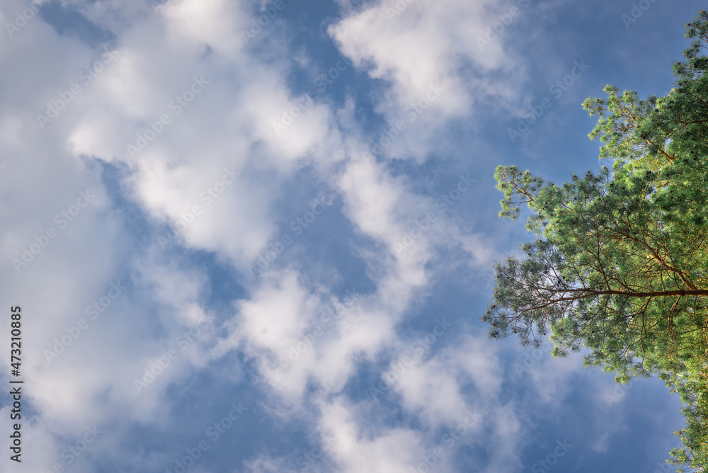 Sky with clouds and green foliage on tree branches (copy space). Sky with clouds and green foliage on tree branches (copy space).