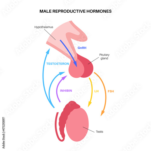 Male reproductive hormones photo