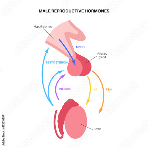 Male reproductive hormones