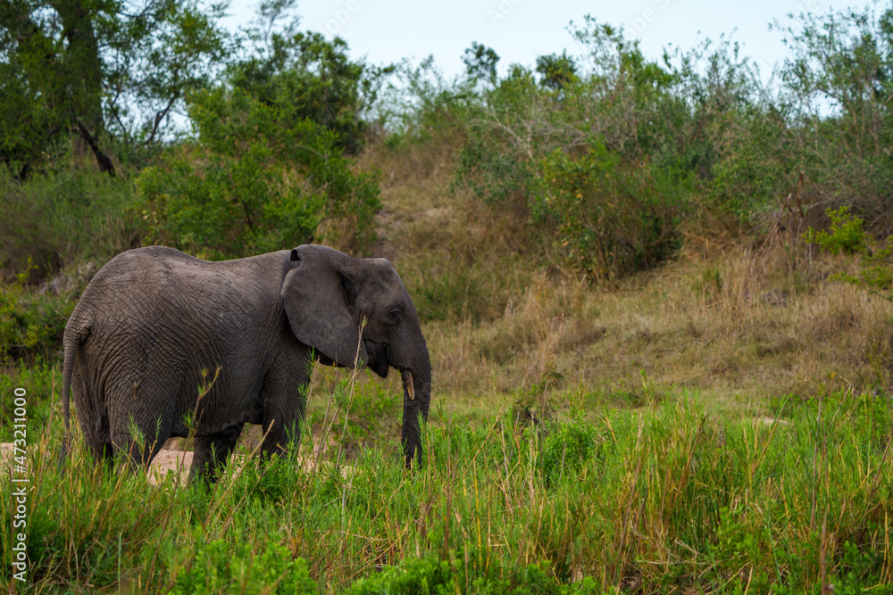 African bush elephant or African savanna elephant (Loxodonta africana). Mpumalanga. South Africa.