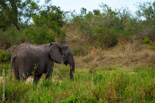 African bush elephant or African savanna elephant  Loxodonta africana . Mpumalanga. South Africa.
