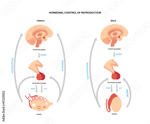 Male female reproductive hormones