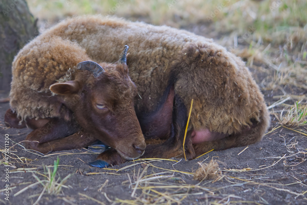 brown ram lies on the ground and rests. close up