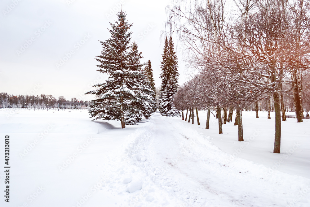 Tall Christmas trees and a winter road in a snowy park. Pink sunrise in winter. Copy space.