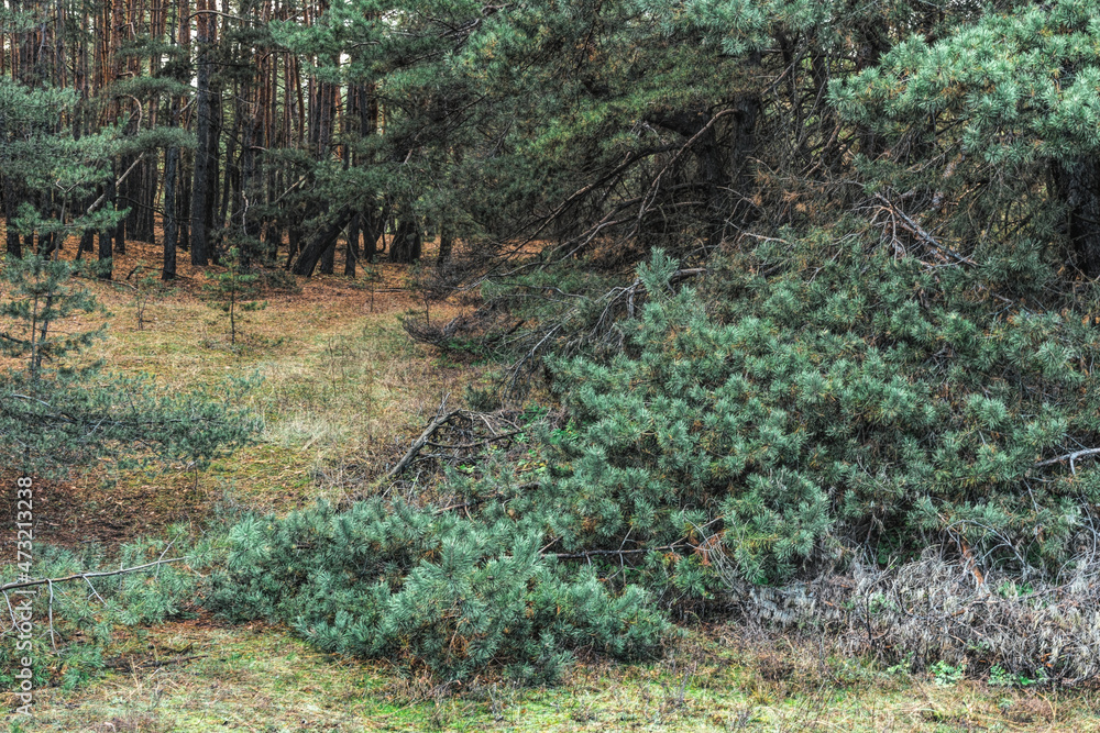 Dark old mysterious pine forest Dark old mysterious pine forest