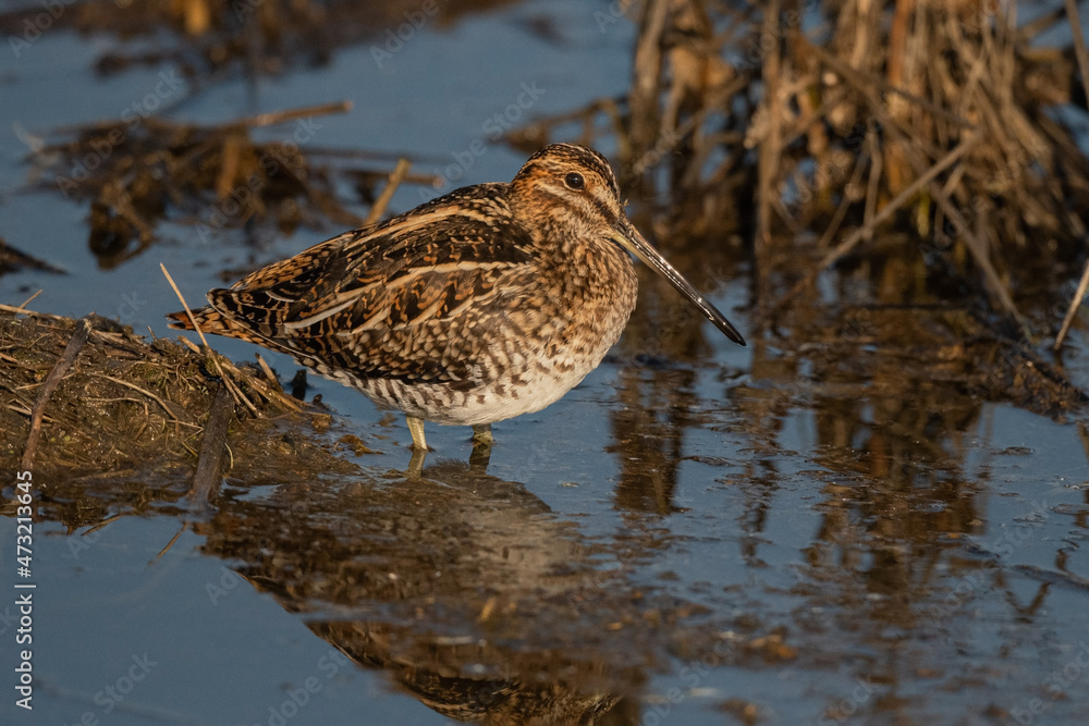 Wilson's Snipe Standing in the Water Facing Right Wilson's Snipe Standing in the Water Facing Right