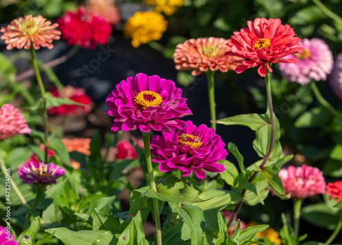 Colorful and vibrant blooming flowers