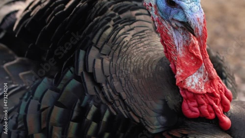 One excited turkey with black feathers, red neck and blue head looks around, search a threat, shaking with fear, stare at camera on blurred background. Close up portrait. Slow motion. No people. photo