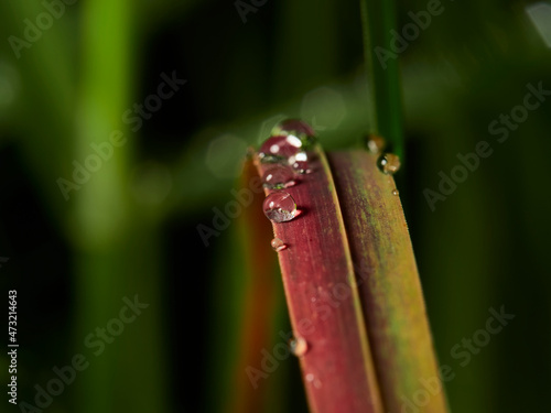 waterdrop on grass