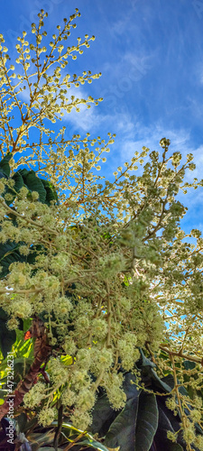 Branche d'arbre fleurie dans les rayons du soleil