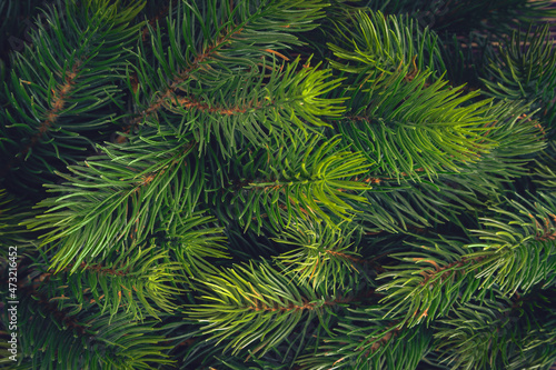 Background made of green Christmas tree branches. Flat lay. Nature New Year concept. Spruce  fir tree texture close up