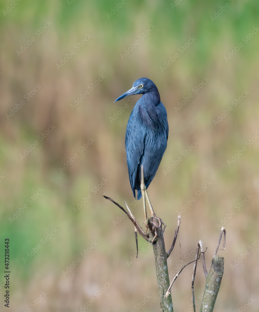 Little Blue Heron, brightly colored bird showing the fine feather detail perched on a branch with good lighting in the tropical forested areas of Trinidad West Indies
Little Blue Heron, brightly colored bird showing the fine feather detail perched on a branch with good lighting in the tropical forested areas of Trinidad West Indies