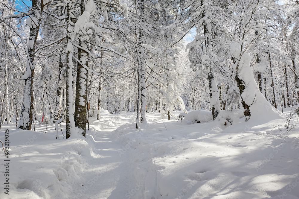 The beautiful forests covered with snow in Laolikehu scenic spot Helong city Jilin province, China. The beautiful forests covered with snow in Laolikehu scenic spot Helong city Jilin province, China.