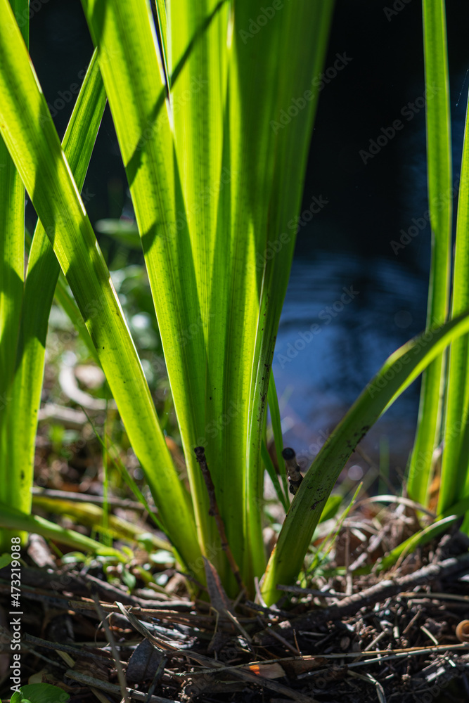 Obraz premium close up of a green grass