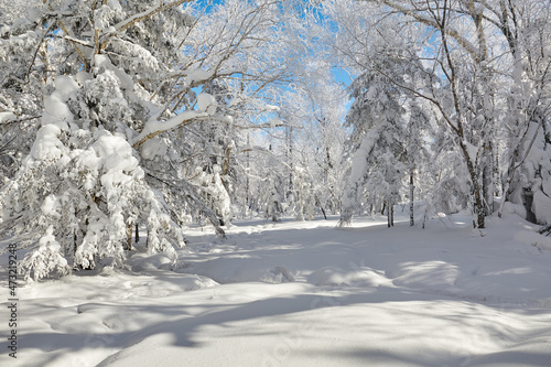 The beautiful forests covered with snow in Laolikehu scenic spot Helong city Jilin province, China. photo