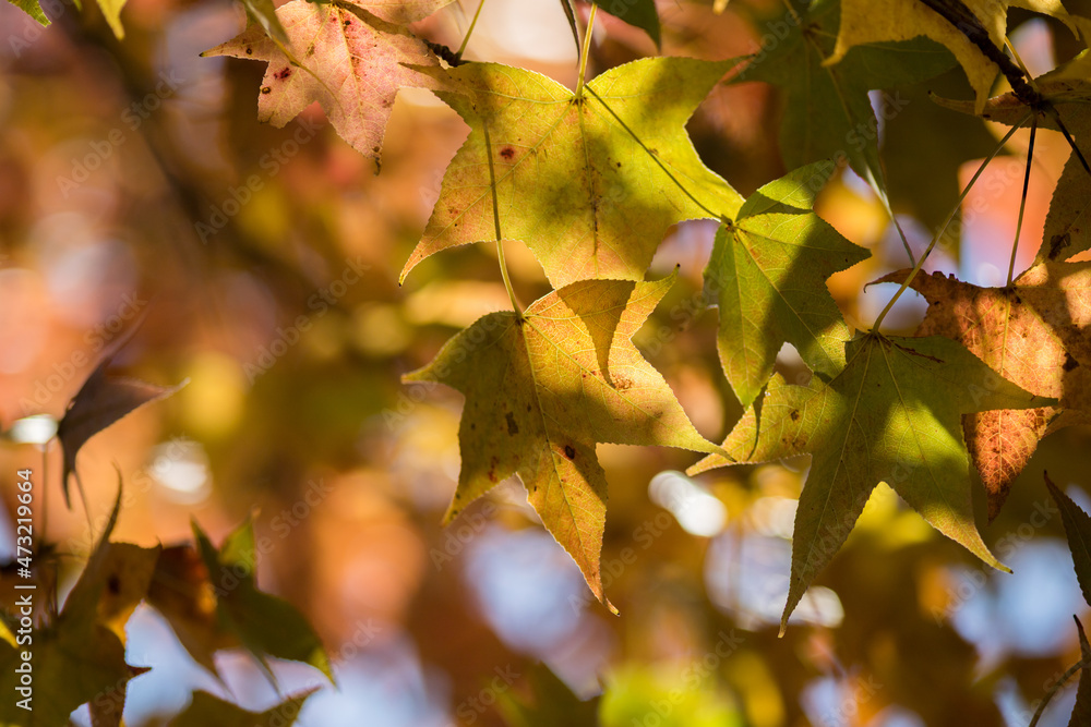 Fototapeta premium 秋の綺麗な紅葉の風景