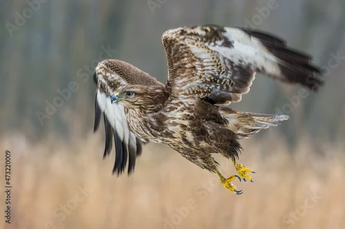 Obraz Myszołów w locie