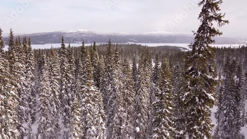 Drone footage of the huge pine trees, lakes, and mountains along cross-country skiing trails in Tarnaby, Lapland, Sweden photo