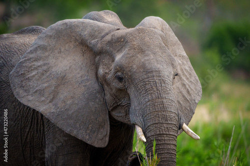 African bush elephant or African savanna elephant  Loxodonta africana . Mpumalanga. South Africa.