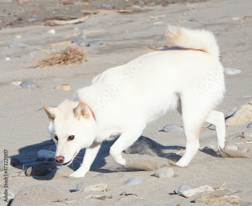 海岸で遊ぶ白い柴犬