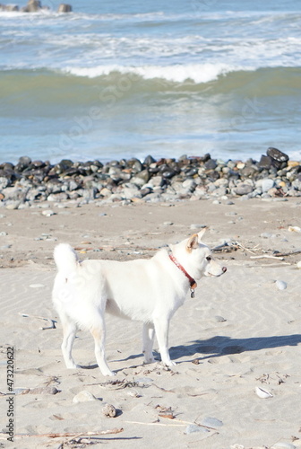 海岸で遊ぶ白い柴犬