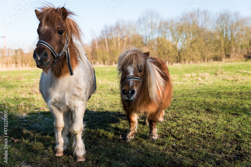 Two pony horses at the Belgian countryside near Zoutleeuw photo