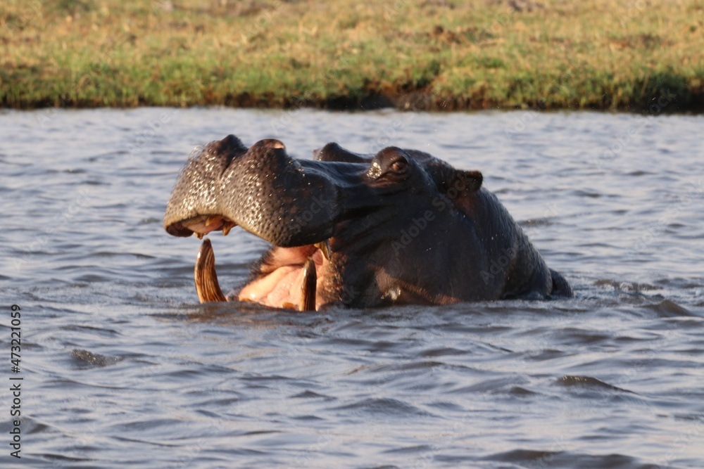 Fototapeta premium A day in the life of the African Wilderness!