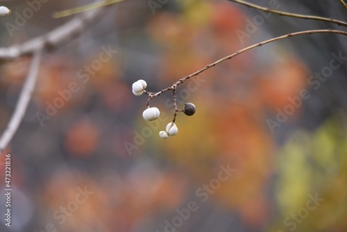 Chinese tallow tree fruits. The surface is covered with a white waxy substance and ripens black in autumn, producing three seeds.  photo