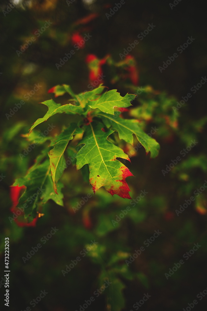 Fall leaves in the forest during the autumn season in Ontario, Canada. Fall leaves in the forest during the autumn season in Ontario, Canada.