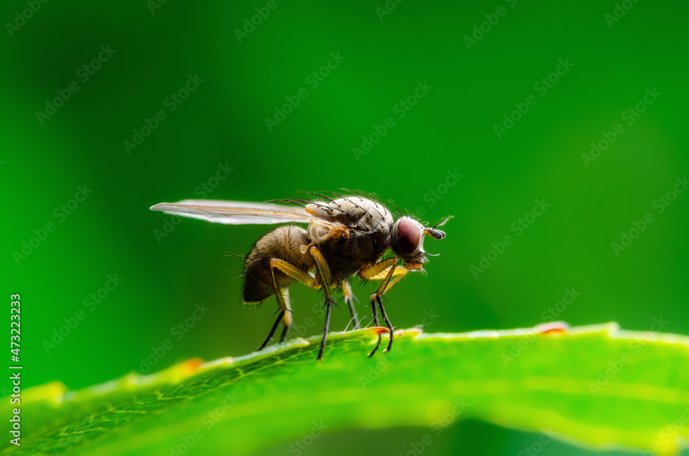 Exotic Drosophila Fly Diptera Parasite Insect on Green Leaf Macro Exotic Drosophila Fly Diptera Parasite Insect on Green Leaf Macro