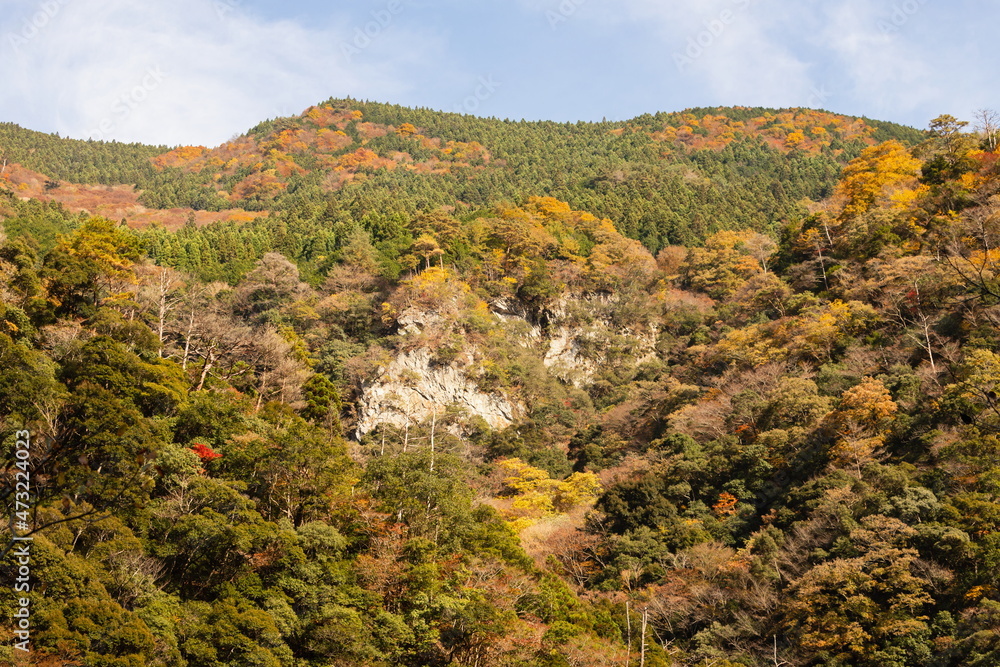 Autumn leaves at oboke gorge , orange and yellow leaves , miyoshi city, tokushima, Shikoku, Japan