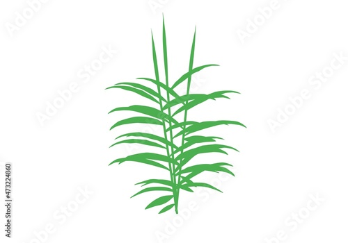 green grass silhouette on white background