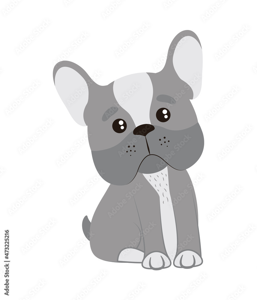 pet gray dog