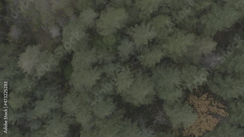 Aerial shot 90 degrees facing down over evergreen tree's photo