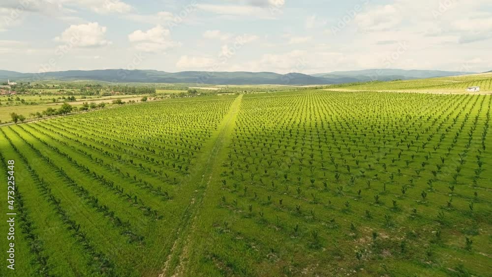 Aerial shot: Large plantation of hazelnut trees. Aerial shot of a hazelnut plantation. Organic agriculture. Eco food. 4k Aerial shot: Large plantation of hazelnut trees. Aerial shot of a hazelnut plantation. Organic agriculture. Eco food. 4k