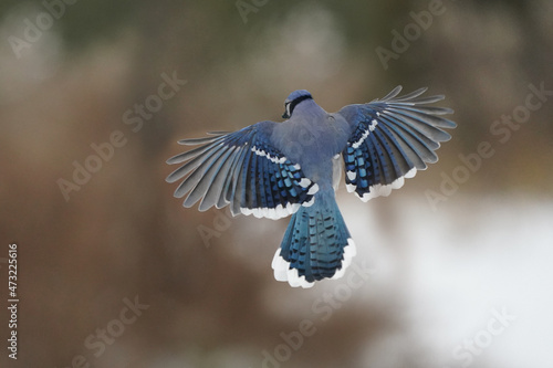 Blue Jays in winter flying and landing and taking off doing acrobatic poses in midair. Some have seeds in their mouths from a bird feeder on an overcast winter day
