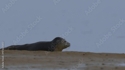 View of a sea lion going in for a nap on the sea shore at sunset while occassionally opening it's eyes to keep a watch out for predators. photo