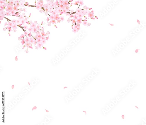 美しく華やかな満開の桜の花と花びら舞い散る春の白バックフレームベクター素材イラスト