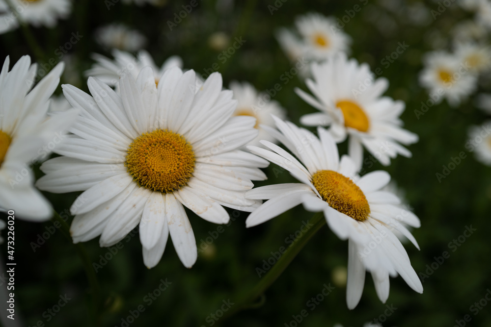 Fototapeta premium daisies in a garden