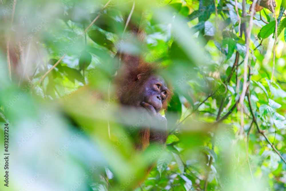orangutans or pongo pygmaeus is the only asian great found on the island of Borneo and Sumatra orangutans or pongo pygmaeus is the only asian great found on the island of Borneo and Sumatra
