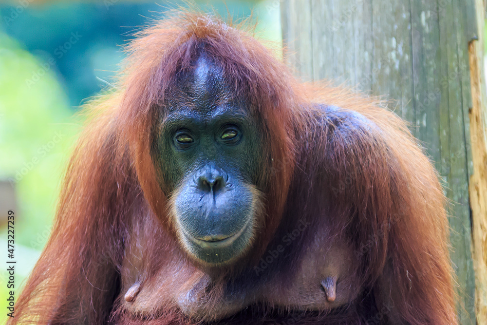 orangutans or pongo pygmaeus is the only asian great found on the island of Borneo and Sumatra orangutans or pongo pygmaeus is the only asian great found on the island of Borneo and Sumatra