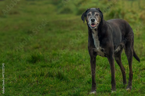 Photography 2021-12-05 A LARGE BLACK DOG WITH A GRAY MUZZLE LOOKING INTO THE CAMERA WITH A B
