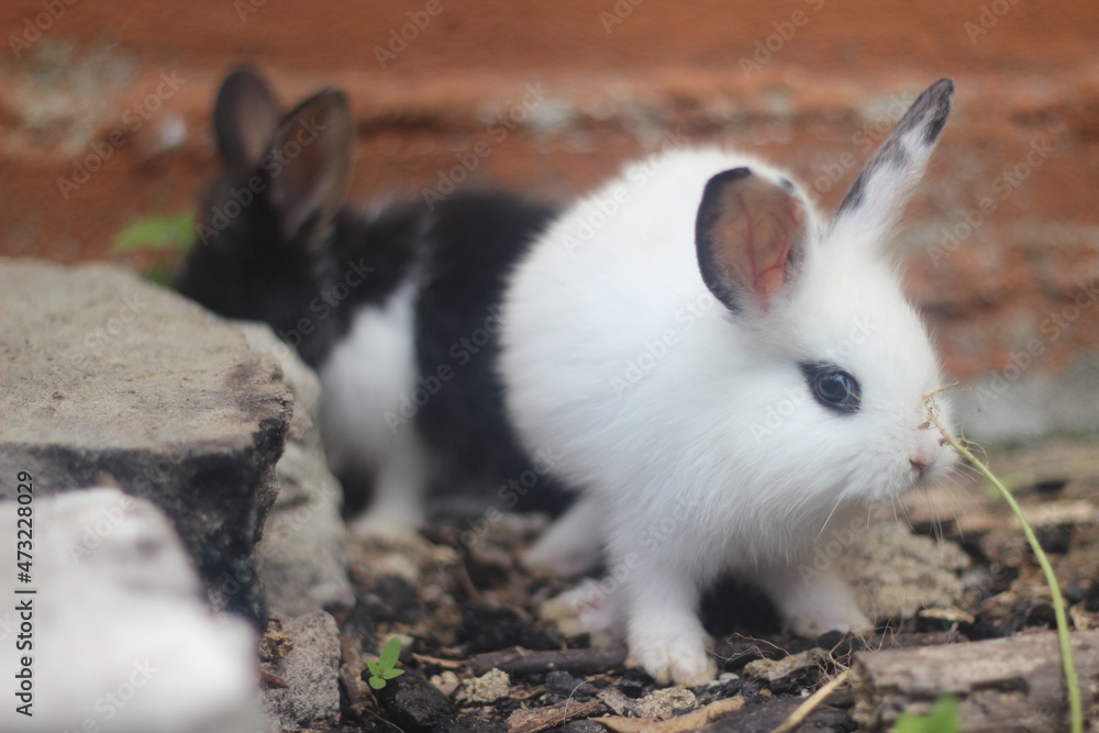 white rabbit on the grass