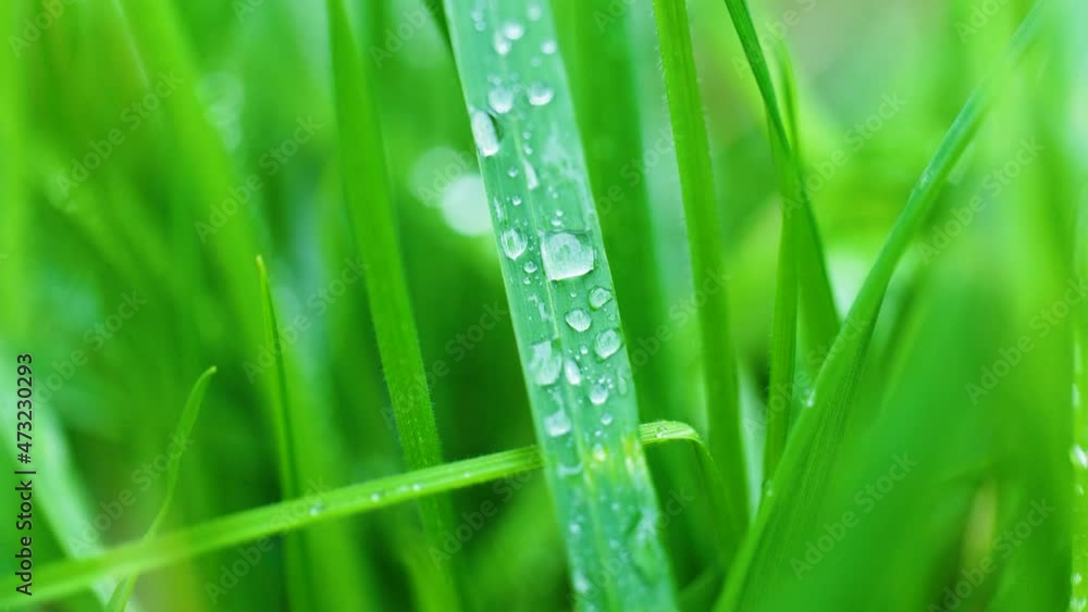 4K Cinematic macro shot of drops of water on some grass in the garden, from up close. 4K Cinematic macro shot of drops of water on some grass in the garden, from up close.