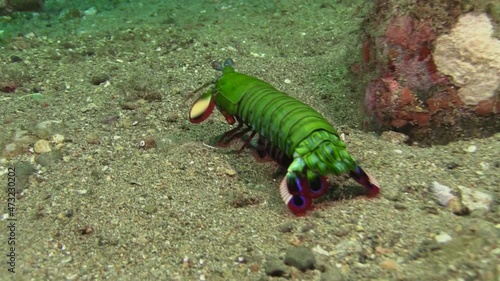 Male Peacock Mantis shrimp moving over sandy bottom using paddle-like flaps, medium shot showing all body parts during daylight