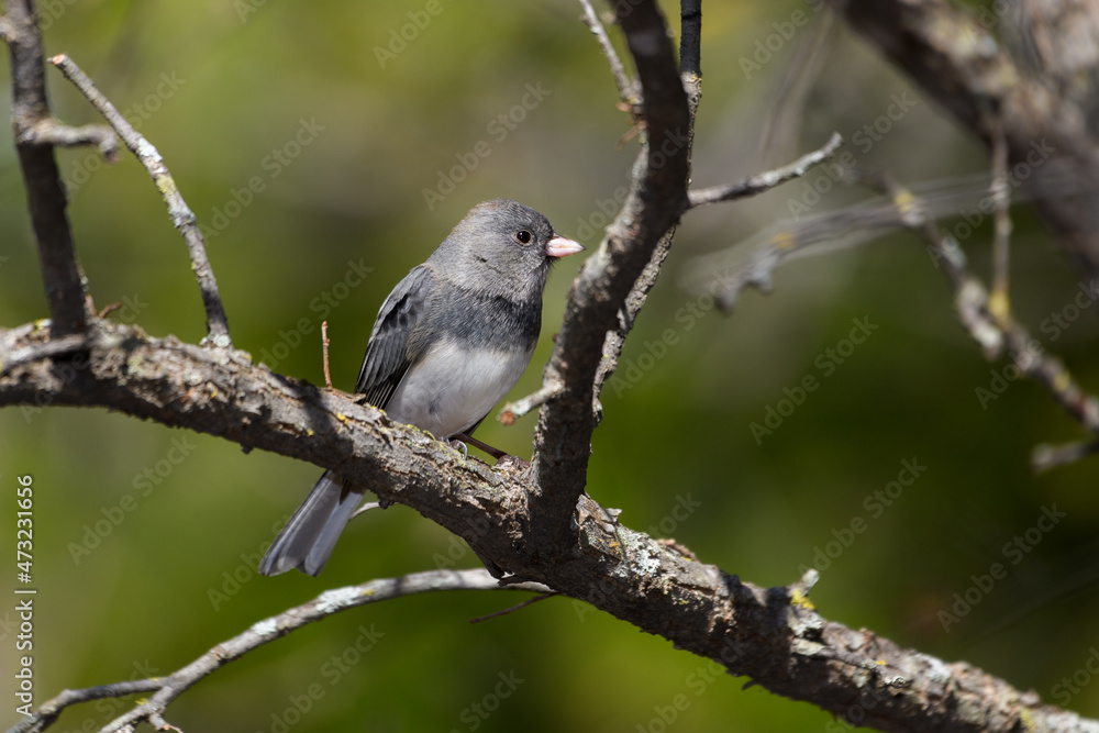 Naklejka premium Dark-eyed junco (Junco hyemalis)